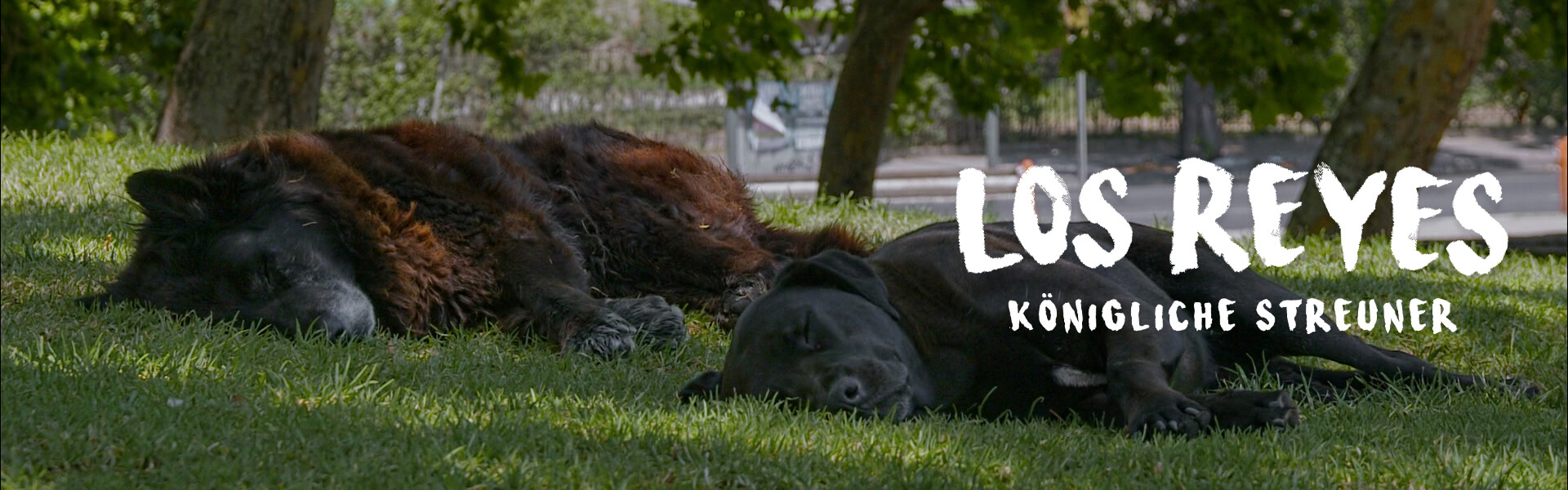 LosReyes_Banner_210607